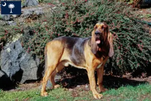 Read more about the article Bloodhound breeders and puppies in South Carolina