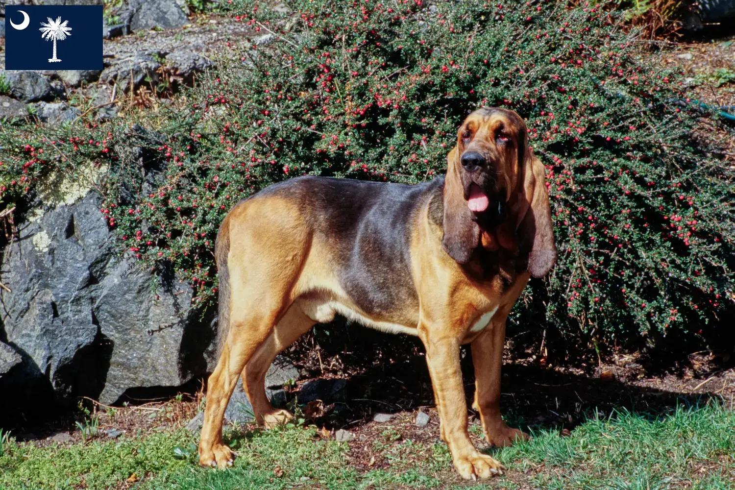 Bloodhound puppies and breeders South Carolina Find Bloodhounds breeders in South Carolina.