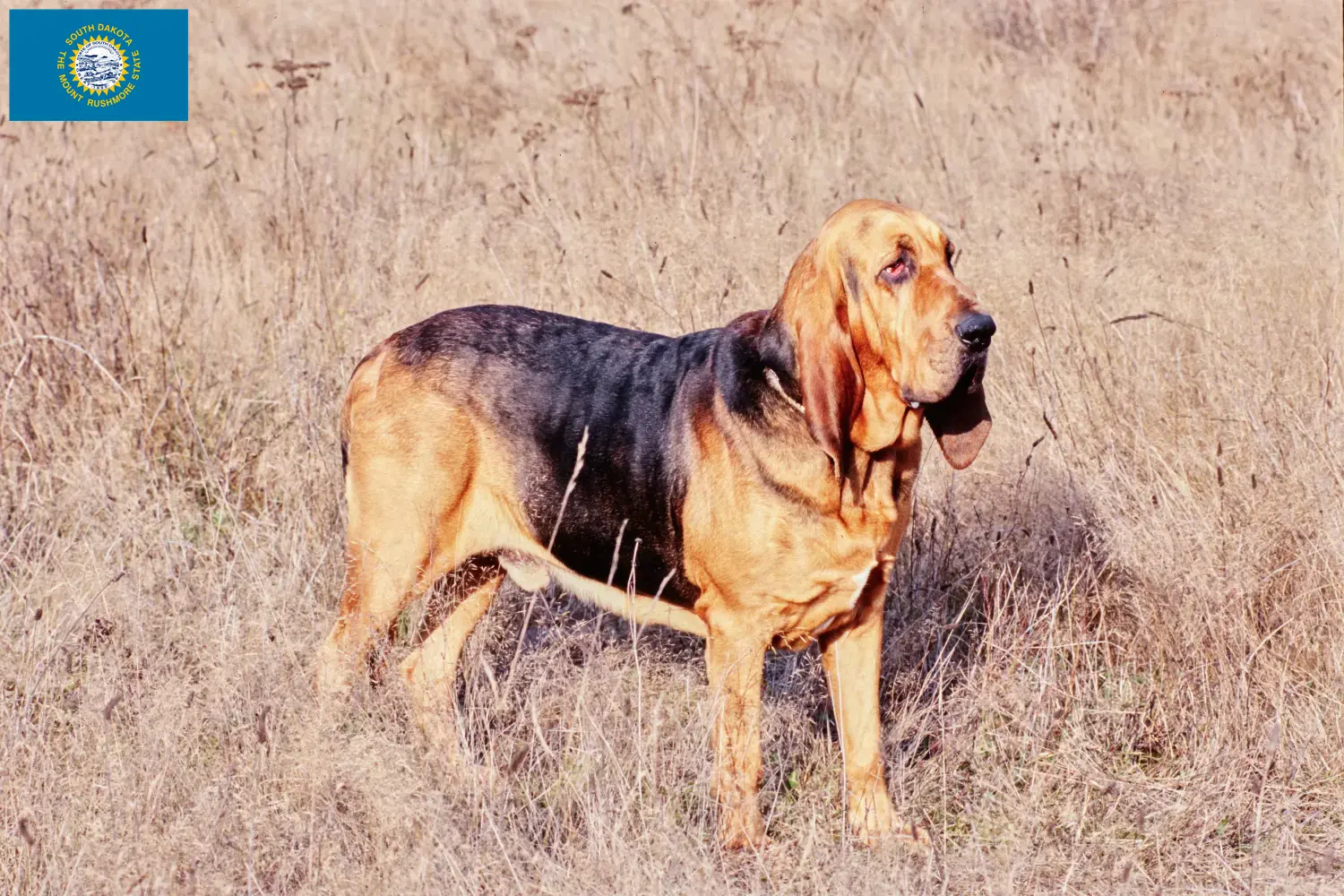 Bloodhound puppies and breeders South Dakota Find Bloodhounds breeders in South Dakota.