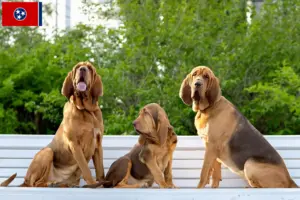 Read more about the article Bloodhound breeders and puppies in Tennessee