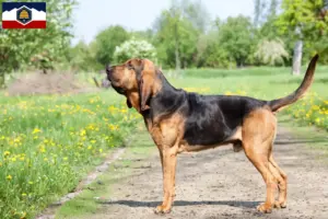 Read more about the article Bloodhound breeders and puppies in Utah