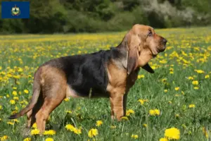 Read more about the article Bloodhound breeders and puppies in Vermont