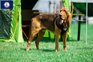 Read more about the article Bloodhound breeders and puppies in Virginia