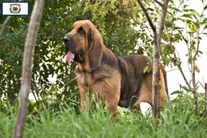 Read more about the article Bloodhound breeders and puppies in West Virginia