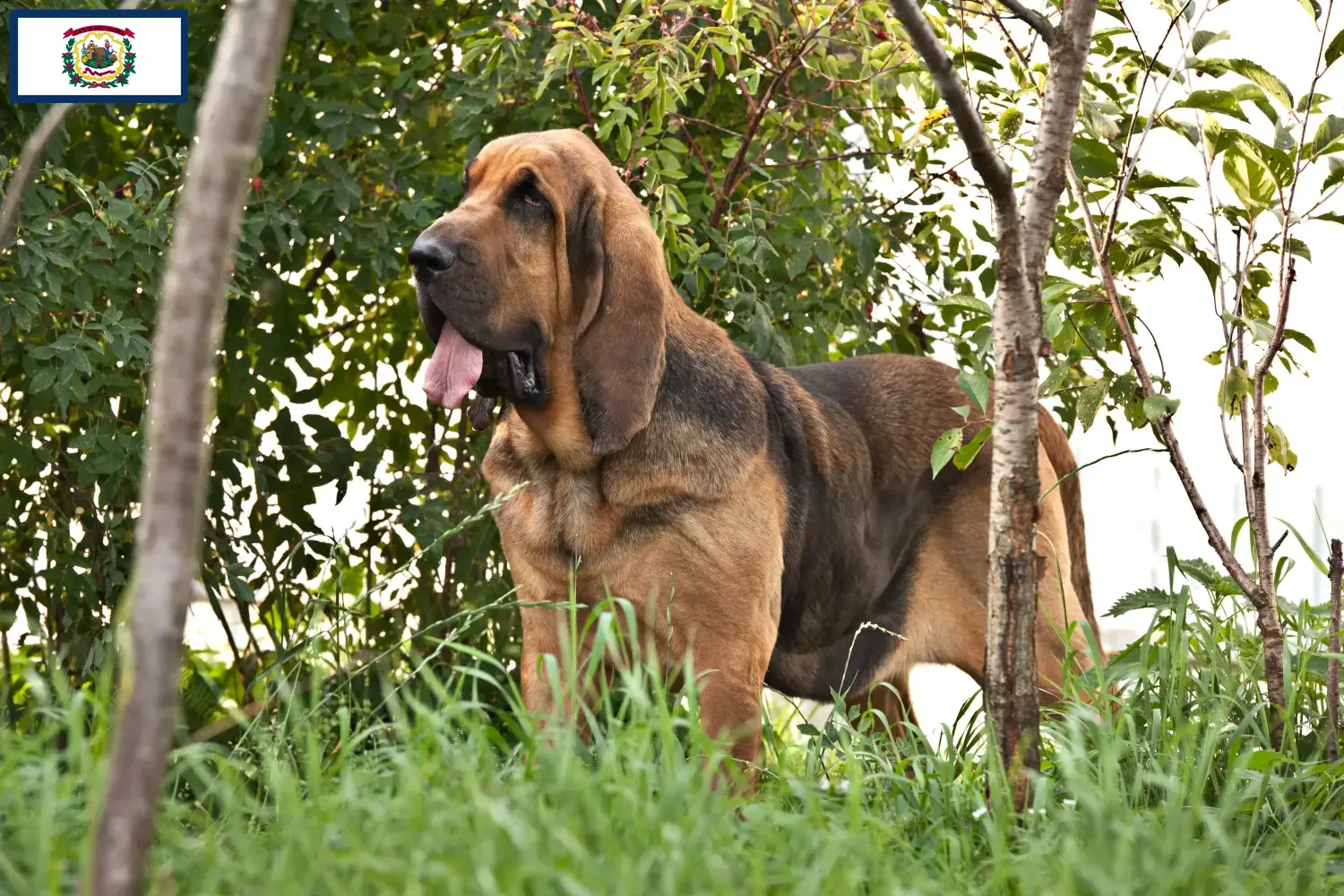 Bloodhound puppies and breeders West Virginia Find Bloodhounds breeders in West Virginia.