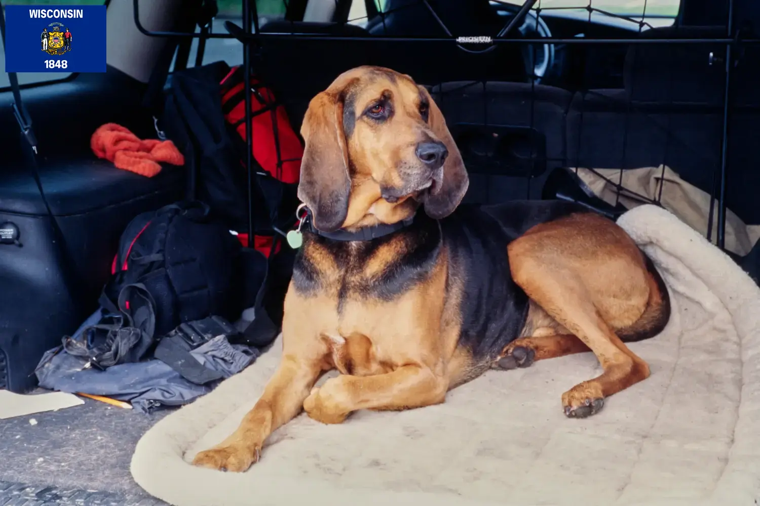 Bloodhound puppies and breeders Wisconsin Find Bloodhounds breeders in Wisconsin.