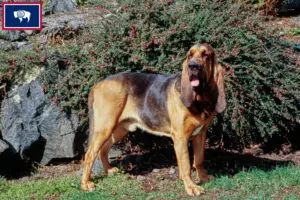 Read more about the article Bloodhound breeders and puppies in Wyoming