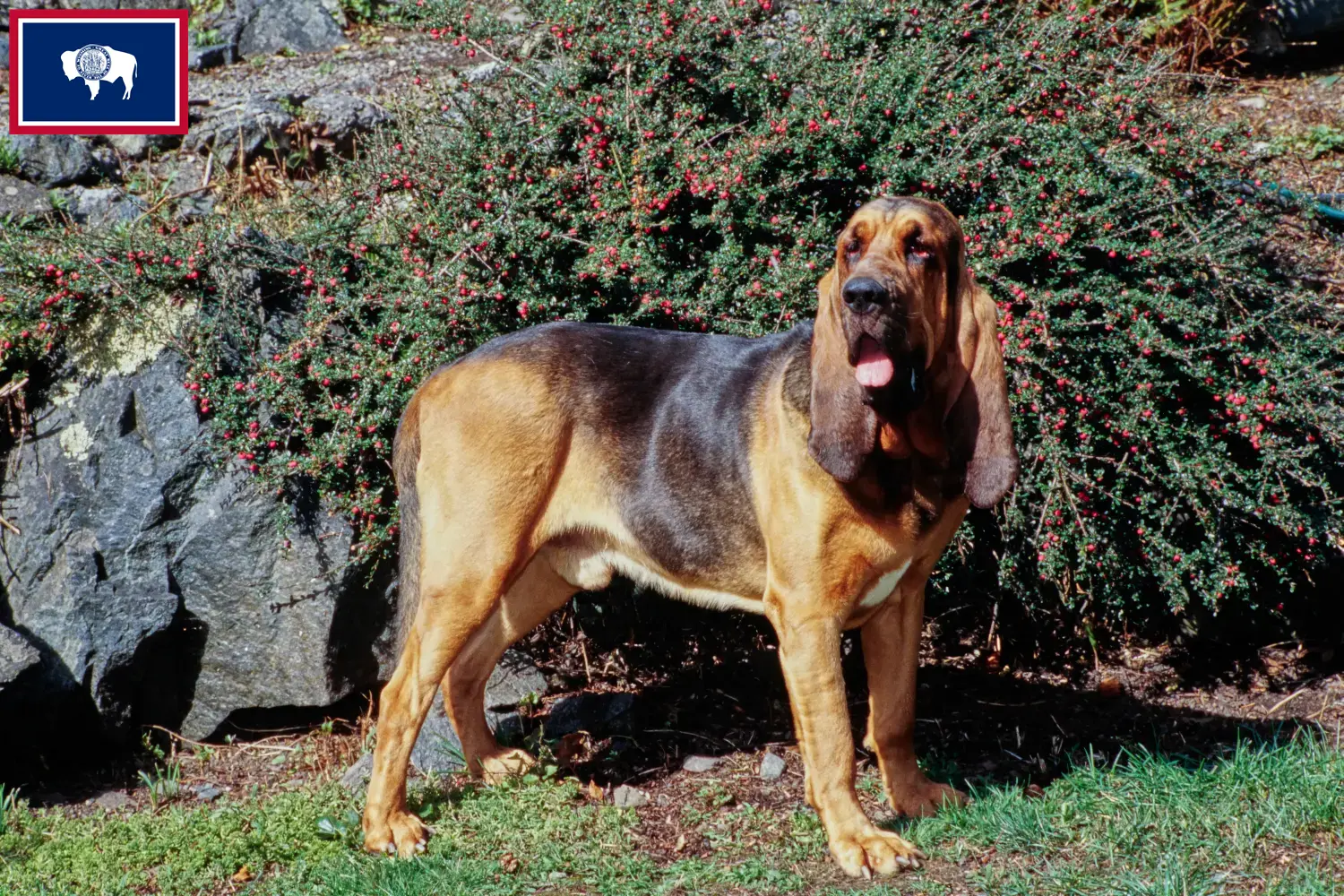 Bloodhound puppies and breeders Wyoming Find Bloodhounds breeders in Wyoming.