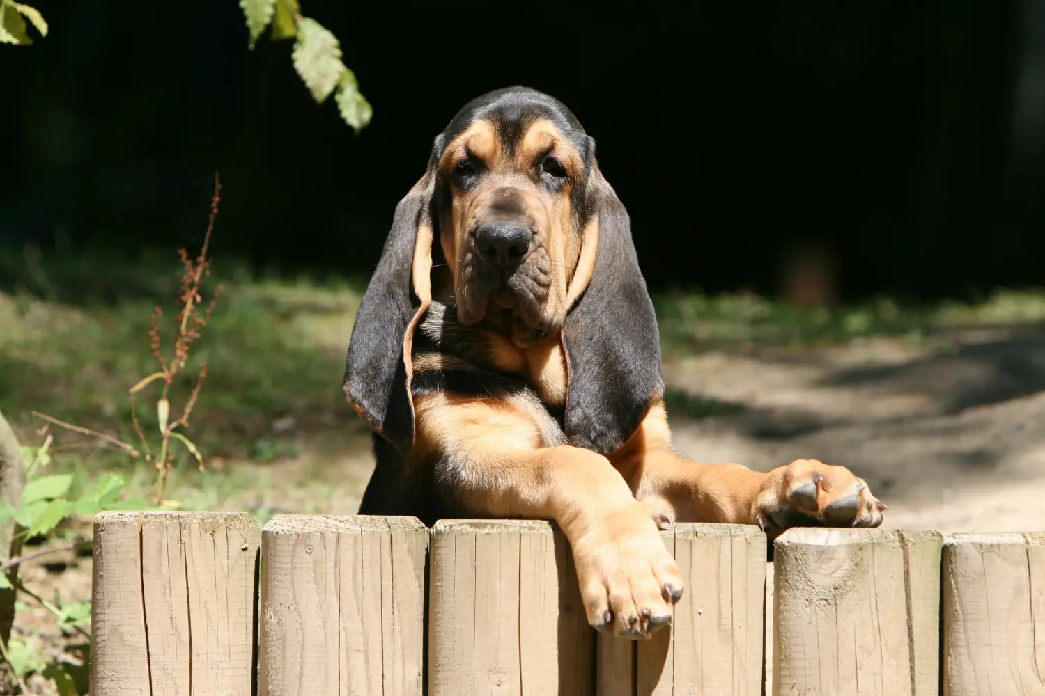Buying a Bloodhound puppy means taking responsibility! Buy Bloodhound puppies.