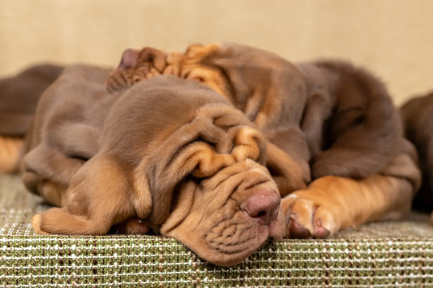 Buying a Bloodhound puppy means taking responsibility! Buy Bloodhound puppies.
