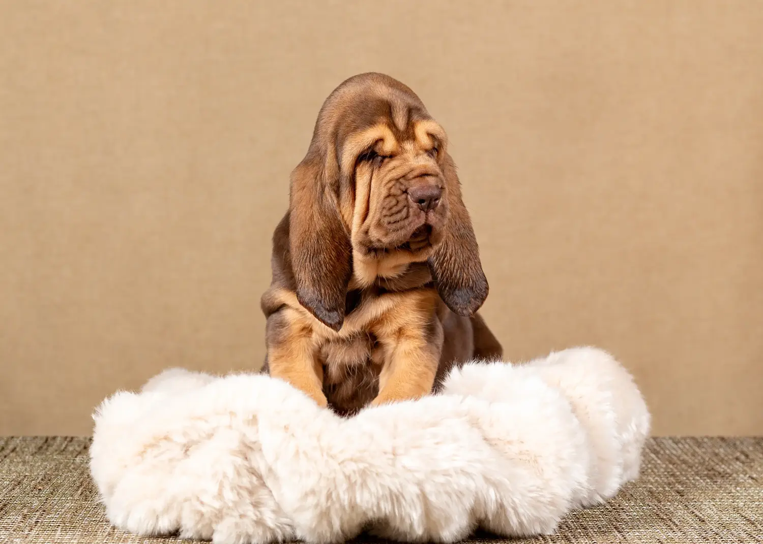 Buying a Bloodhound puppy means taking responsibility! Buy Bloodhound puppies.