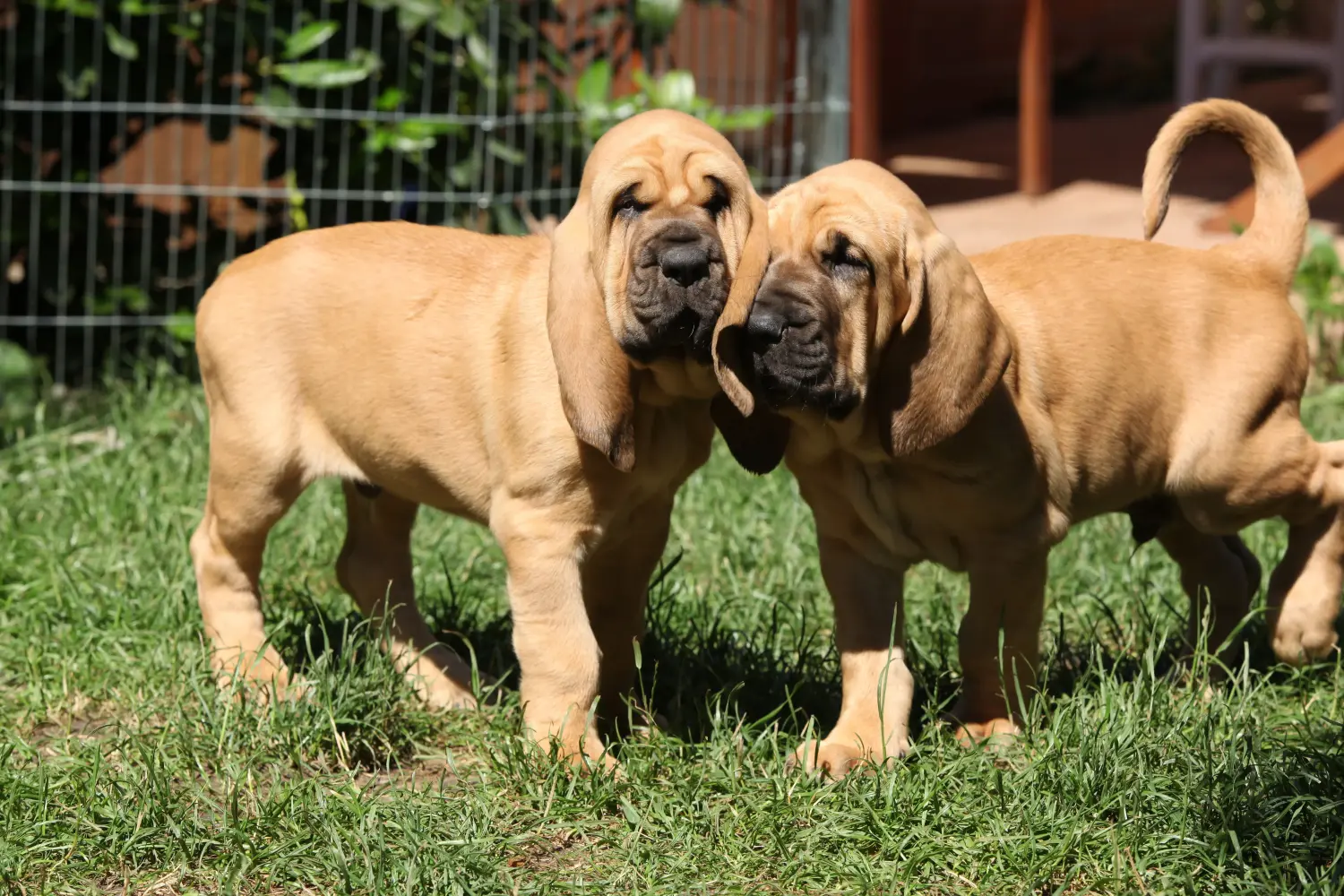 Buying a Bloodhound puppy means taking responsibility! Buy Bloodhound puppies.