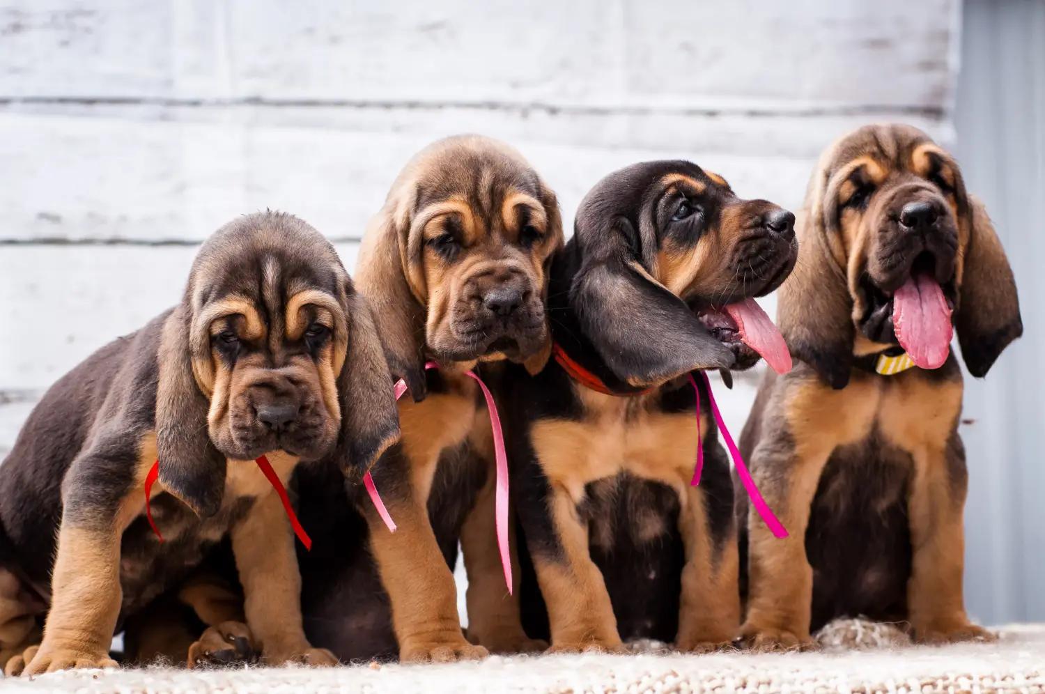 Buying a Bloodhound puppy means taking responsibility! Buy Bloodhound puppies.