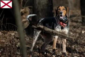 Read more about the article Bluetick Coonhound breeders and puppies in Alabama