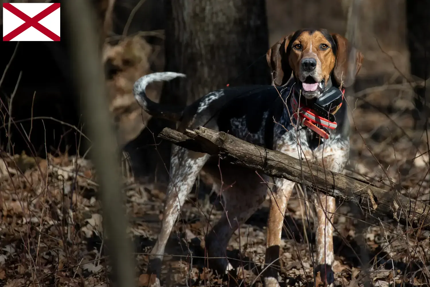 Read more about the article Bluetick Coonhound breeders and puppies in Alabama