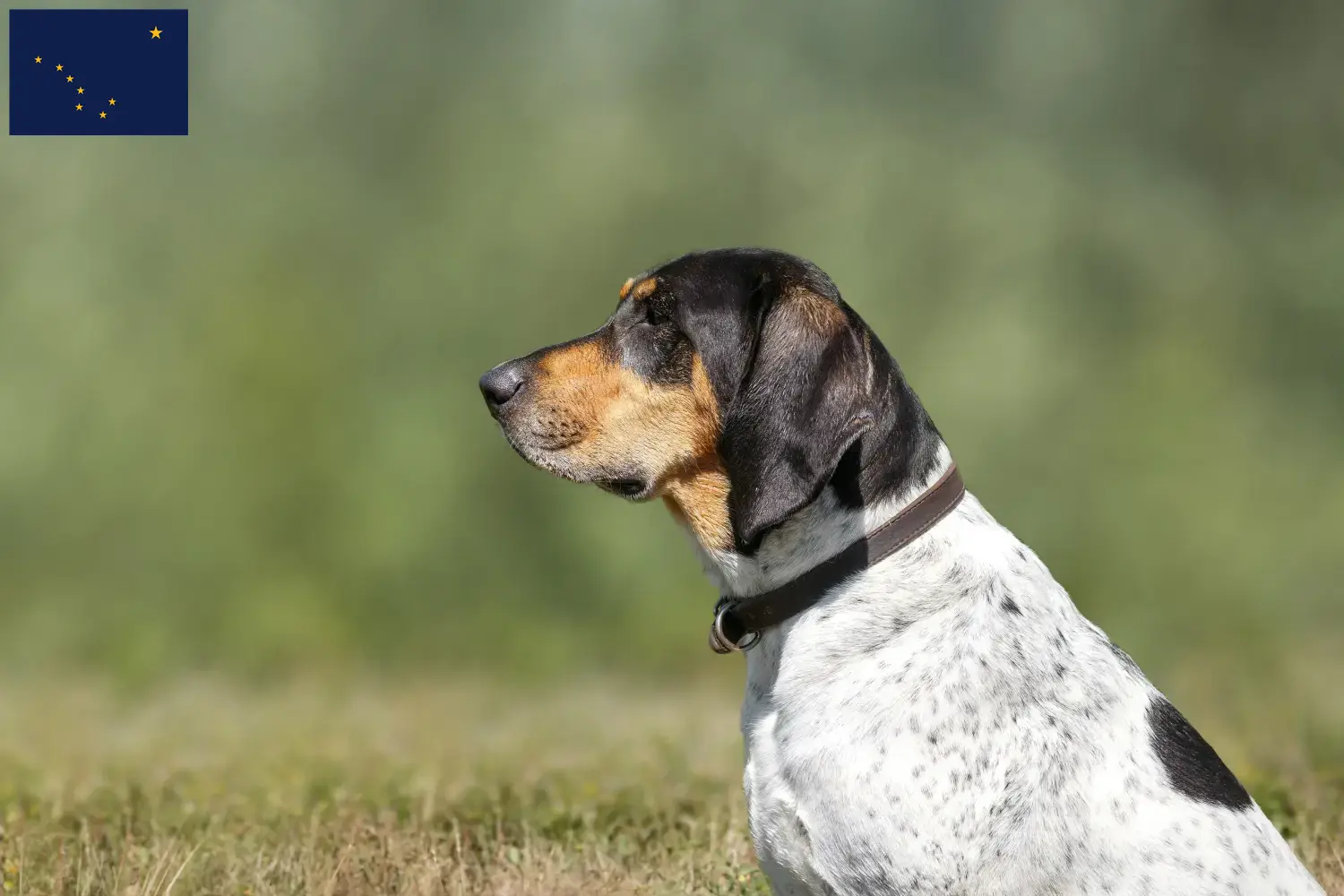 Read more about the article Bluetick Coonhound breeders and puppies in Alaska