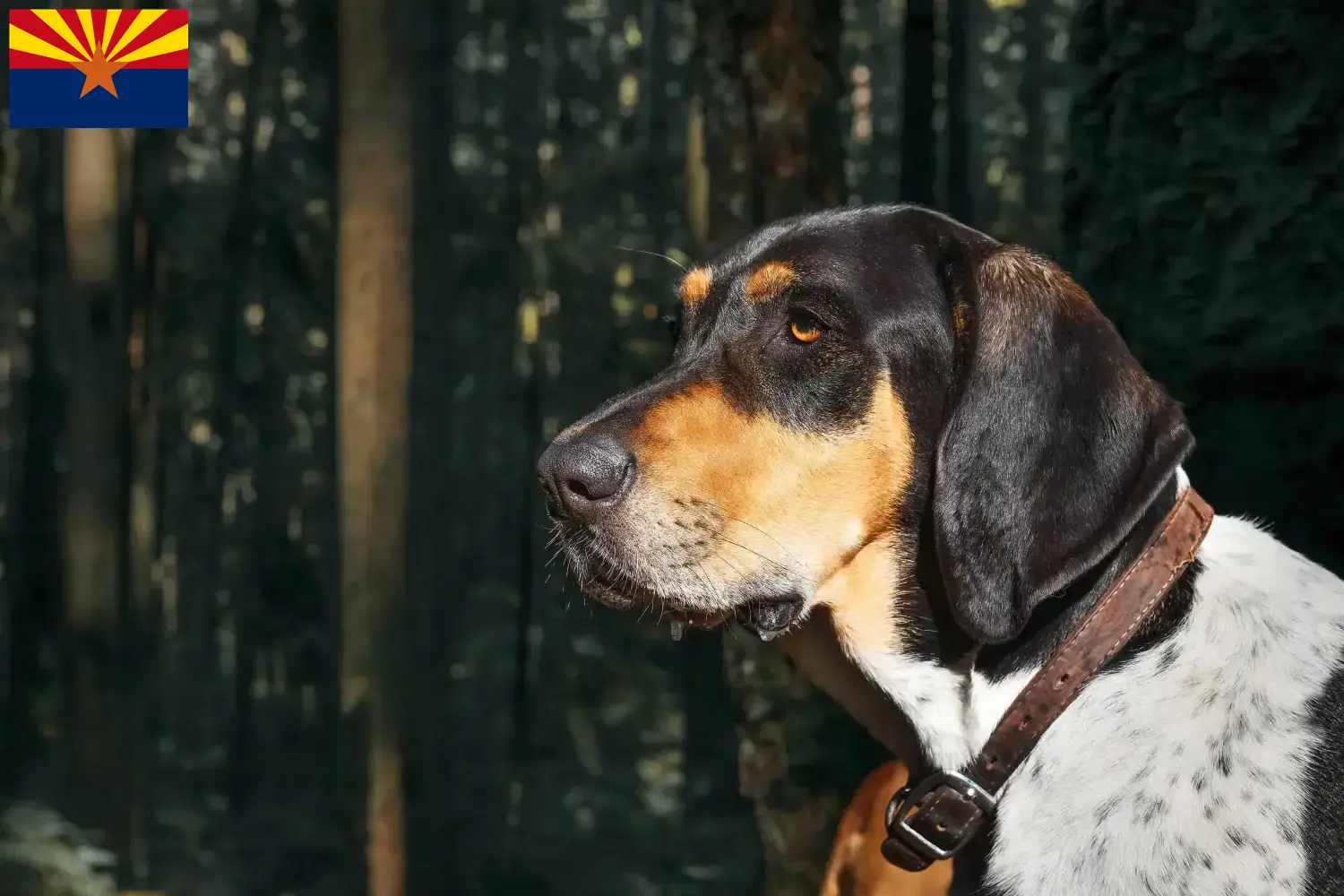 Read more about the article Bluetick Coonhound breeders and puppies in Arizona