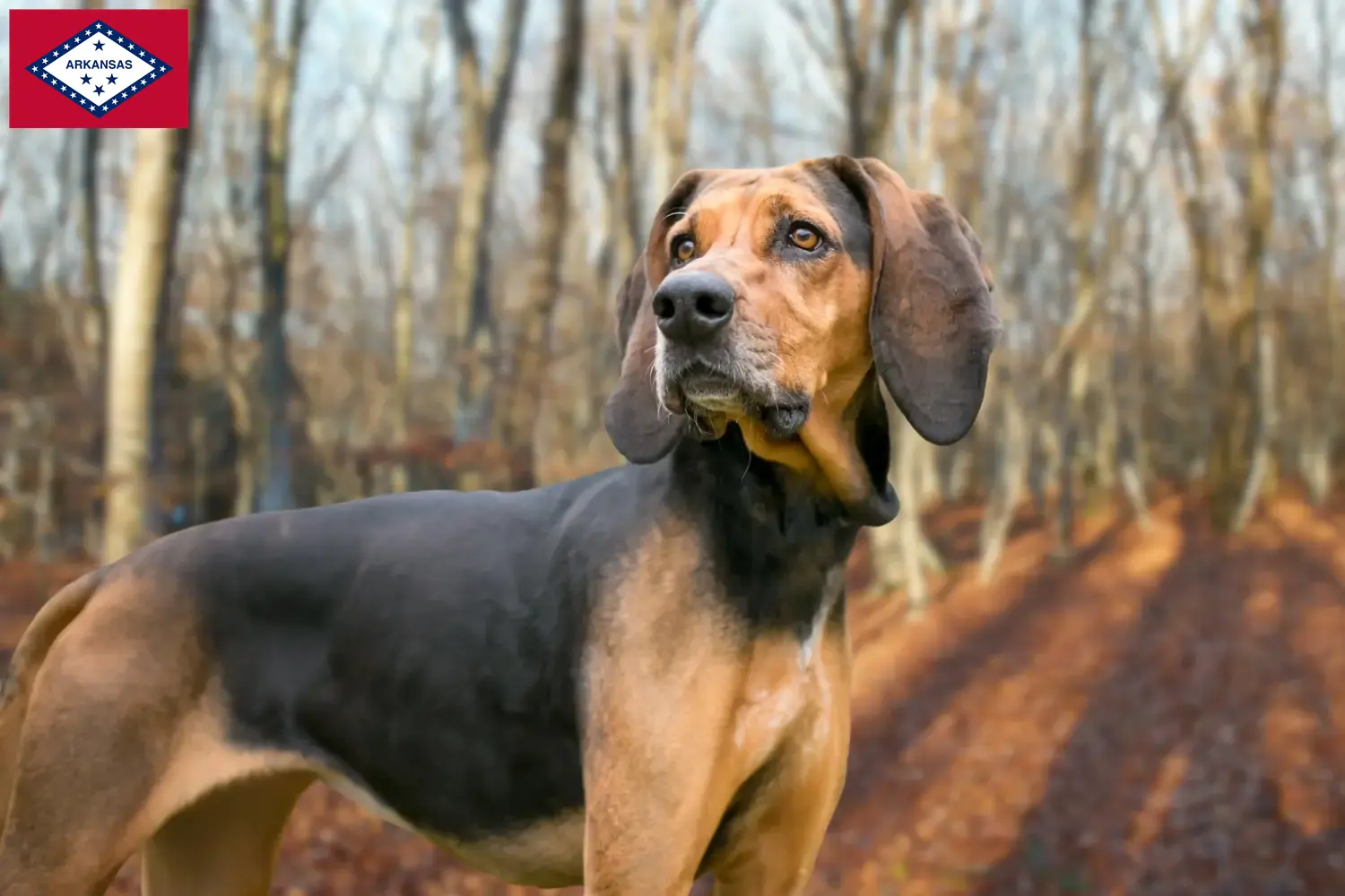 Read more about the article Bluetick Coonhound breeders and puppies in Arkansas