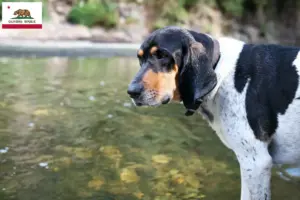 Read more about the article Bluetick Coonhound breeders and puppies in California