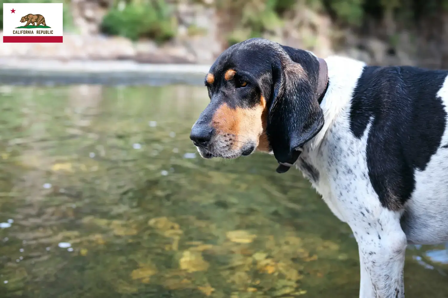 Read more about the article Bluetick Coonhound breeders and puppies in California