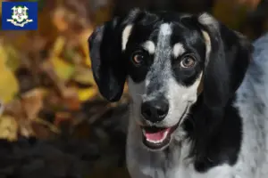 Read more about the article Bluetick Coonhound breeders and puppies in Connecticut