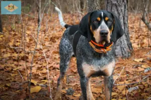 Read more about the article Bluetick Coonhound breeders and puppies in Delaware