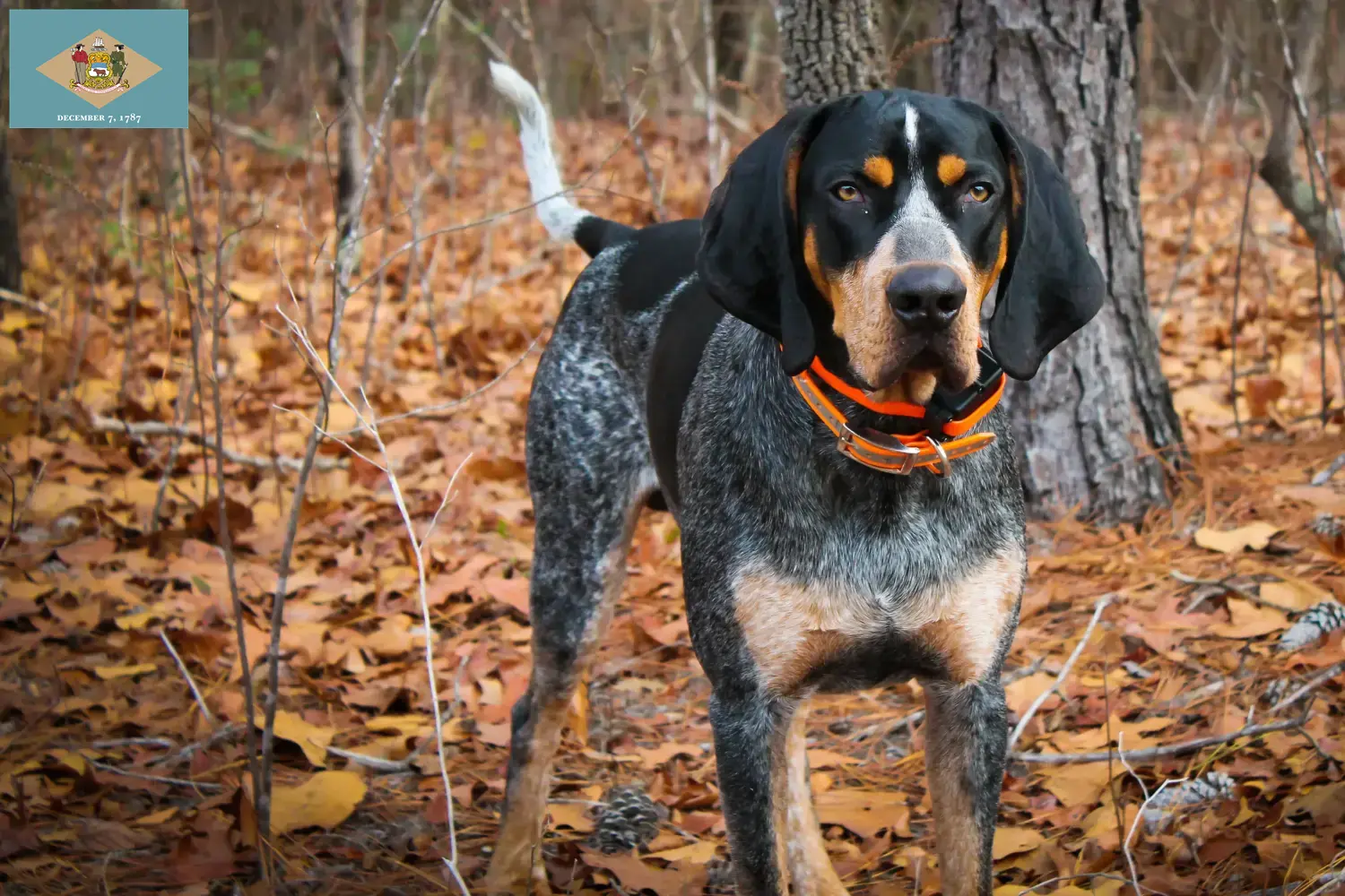 Bluetick Coonhound puppies and breeders Delaware Find Bluetick Coonhounds breeders in Delaware.