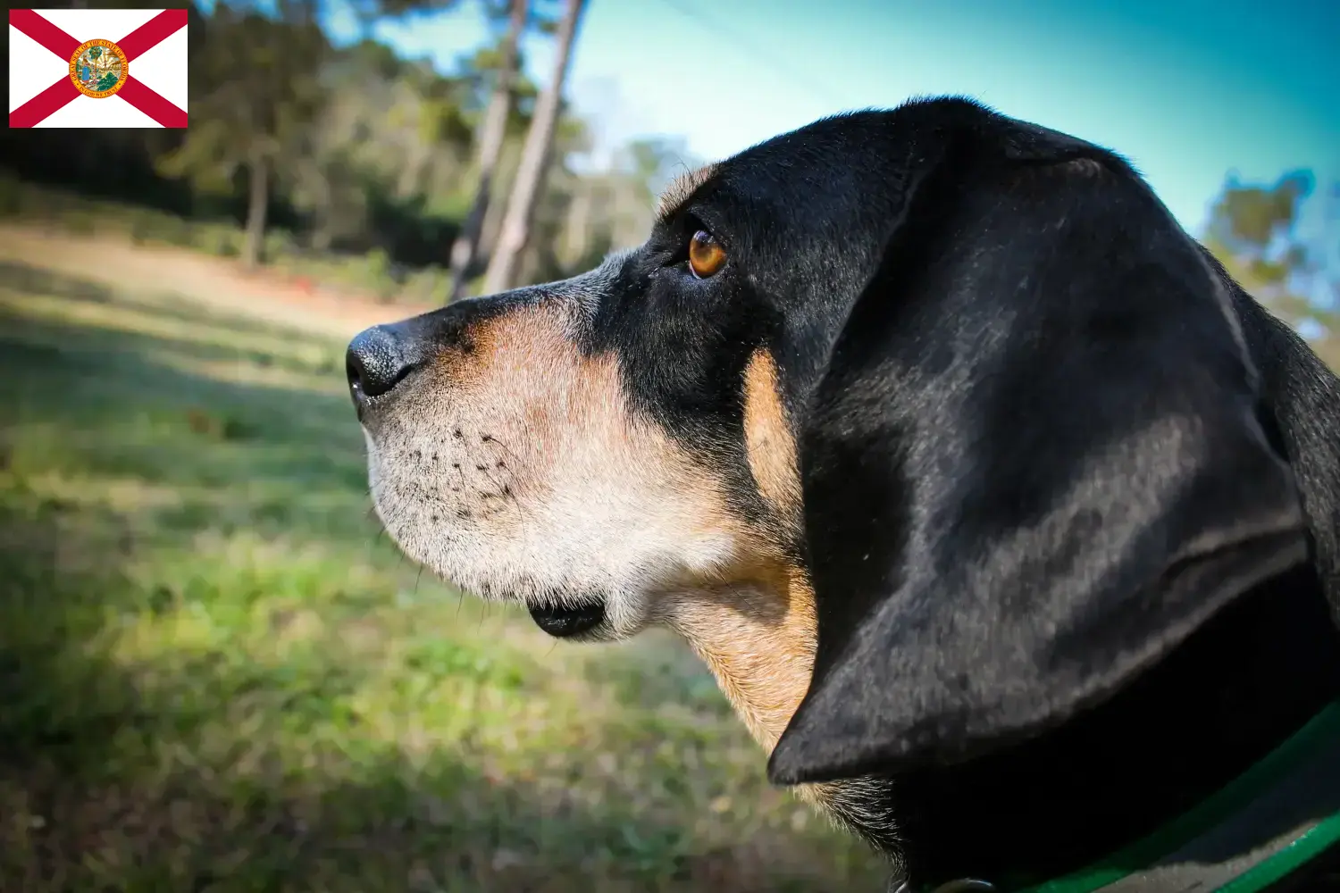 Bluetick Coonhound puppies and breeders Florida Find Bluetick Coonhounds breeders in Florida.