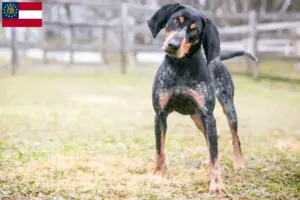 Read more about the article Bluetick Coonhound breeders and puppies in Georgia