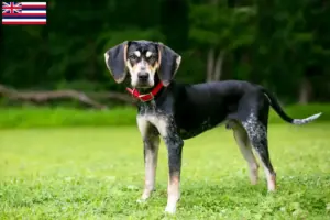 Read more about the article Bluetick Coonhound breeders and puppies in Hawaii
