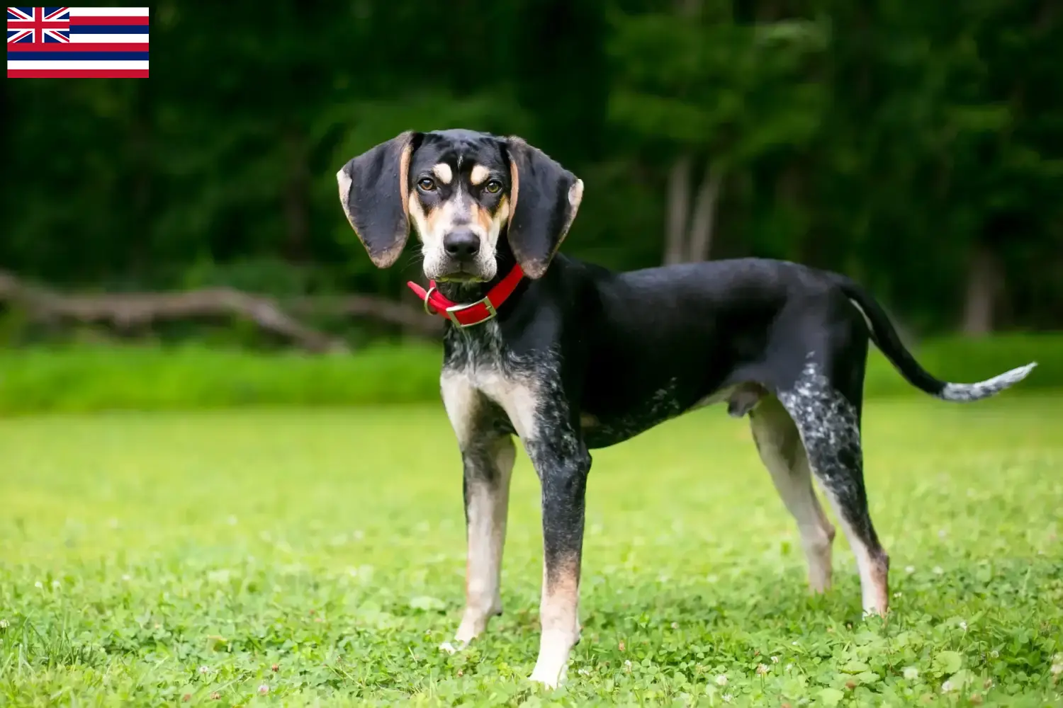 Read more about the article Bluetick Coonhound breeders and puppies in Hawaii