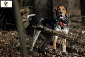 Read more about the article Bluetick Coonhound breeders and puppies in Illinois