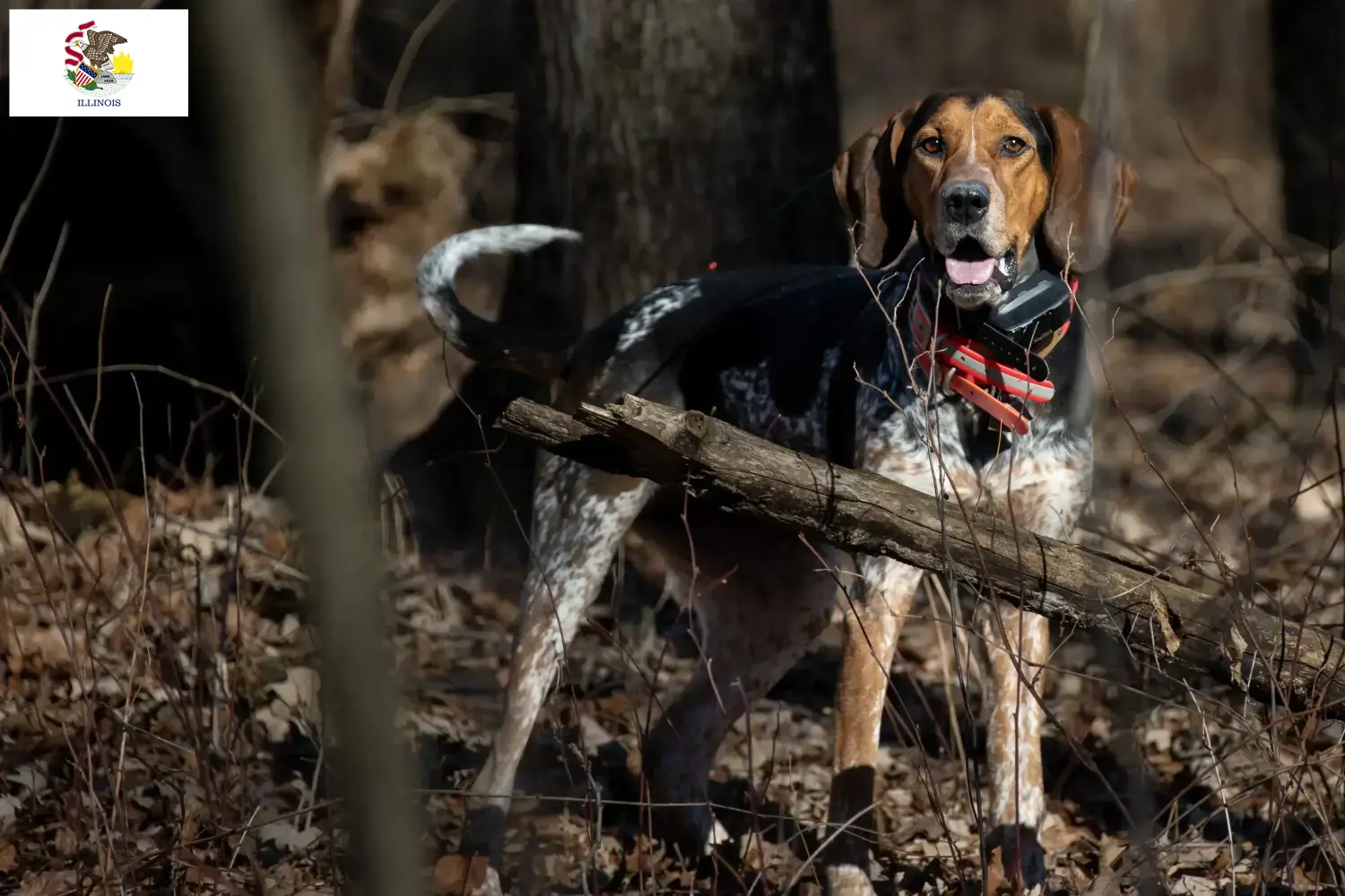 Read more about the article Bluetick Coonhound breeders and puppies in Illinois