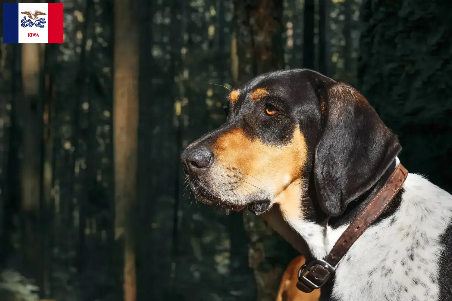 Read more about the article Bluetick Coonhound breeders and puppies in Iowa