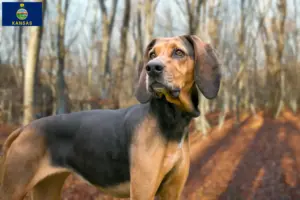 Read more about the article Bluetick Coonhound breeders and puppies in Kansas