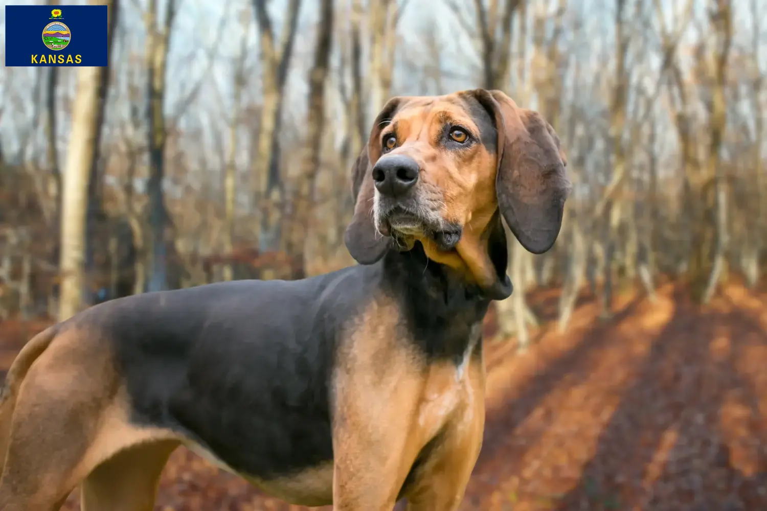 Read more about the article Bluetick Coonhound breeders and puppies in Kansas