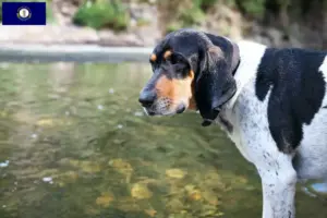 Read more about the article Bluetick Coonhound breeders and puppies in Kentucky