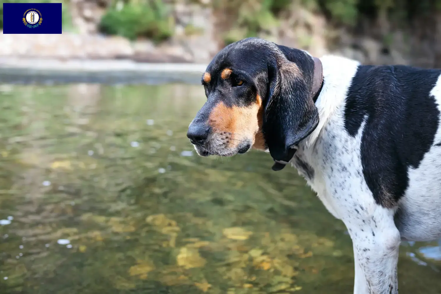 Bluetick Coonhound puppies and breeders Kentucky Find Bluetick Coonhounds breeders in Kentucky.