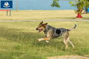 Read more about the article Bluetick Coonhound breeders and puppies in Louisiana