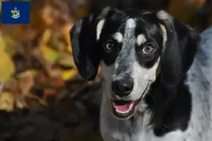 Read more about the article Bluetick Coonhound breeders and puppies in Maine