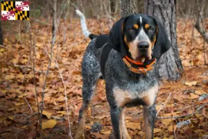 Read more about the article Bluetick Coonhound breeders and puppies in Maryland