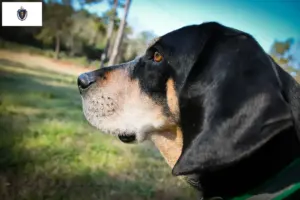 Read more about the article Bluetick Coonhound breeders and puppies in Massachusetts
