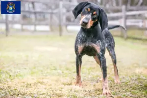 Read more about the article Bluetick Coonhound breeders and puppies in Michigan
