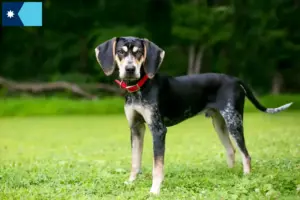 Read more about the article Bluetick Coonhound breeders and puppies in Minnesota