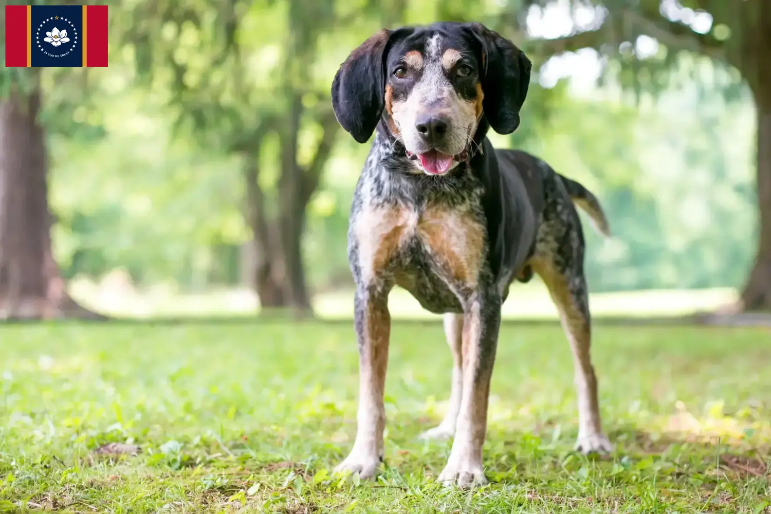Bluetick Coonhound puppies and breeders Mississippi Find Bluetick Coonhounds breeders in Mississippi.