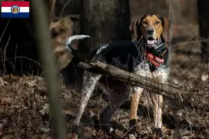 Read more about the article Bluetick Coonhound breeders and puppies in Missouri