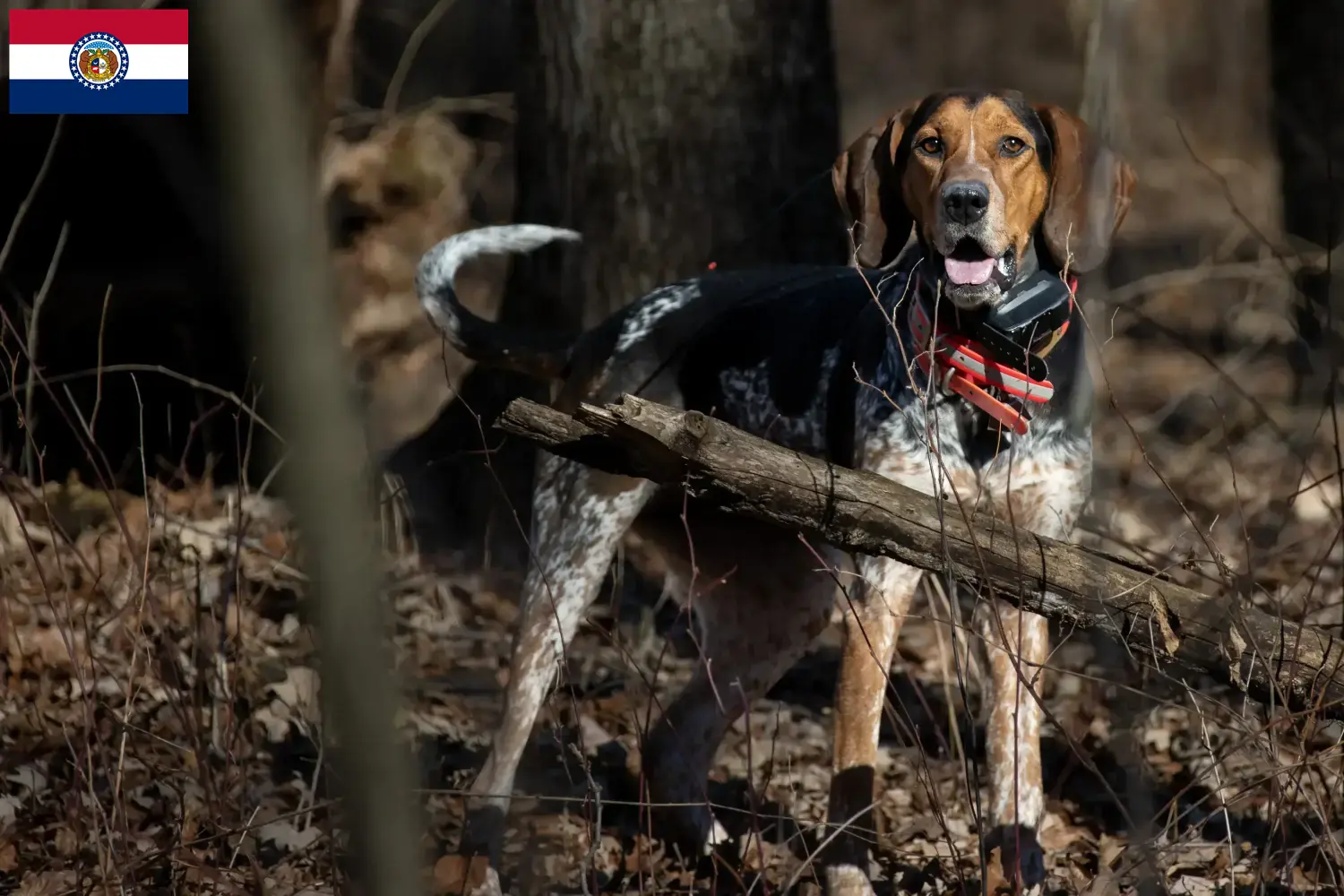 Bluetick Coonhound puppies and breeders Missouri Find Bluetick Coonhounds breeders in Missouri.