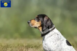 Read more about the article Bluetick Coonhound breeders and puppies in Montana