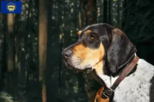 Read more about the article Bluetick Coonhound breeders and puppies in Nebraska