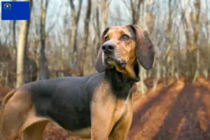 Read more about the article Bluetick Coonhound breeders and puppies in Nevada